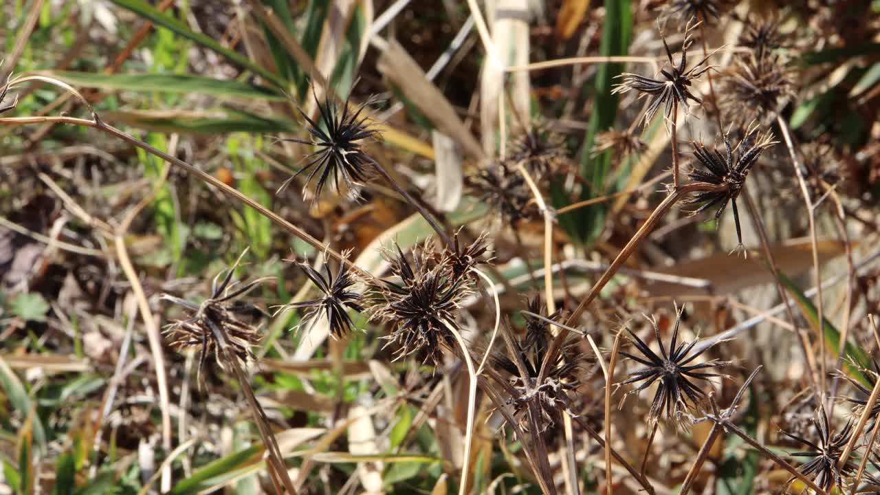 苦楝草，粘虫视频素材