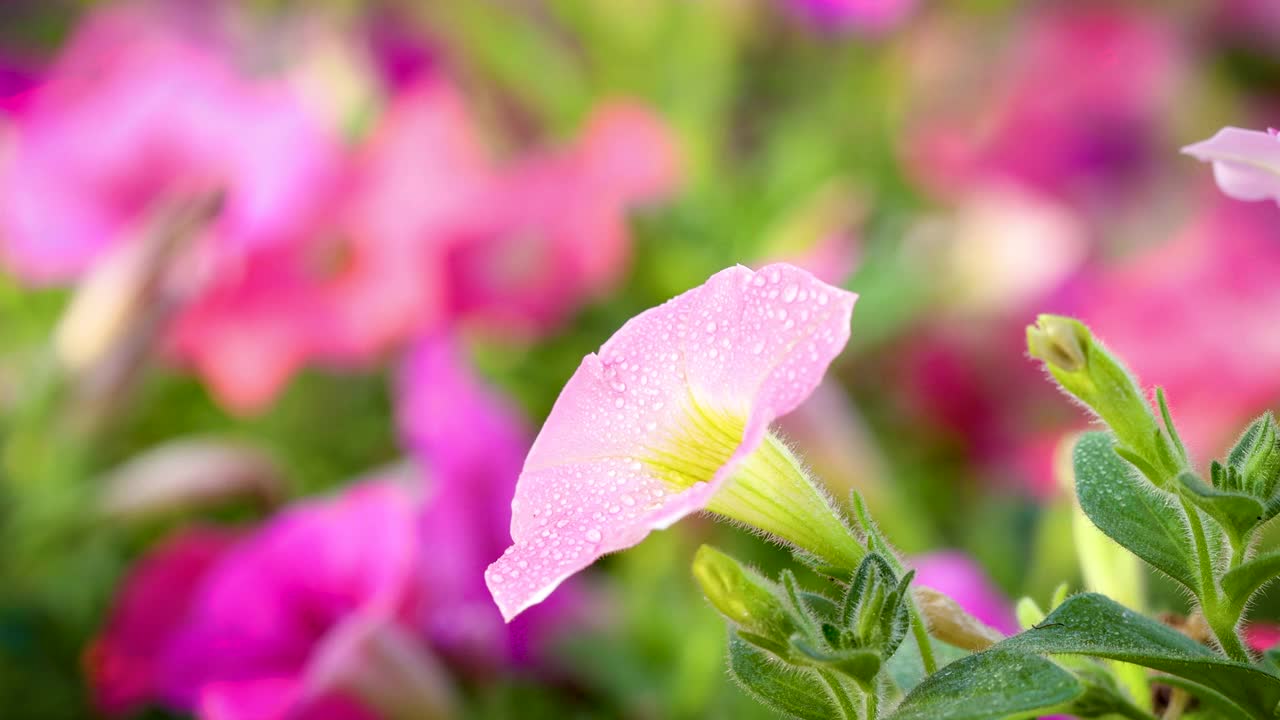 视频牵牛花和粉红色的花瓣随风摆动，视频素材