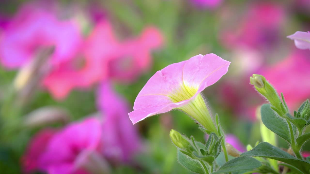 视频牵牛花和粉红色的花瓣随风摆动，视频素材