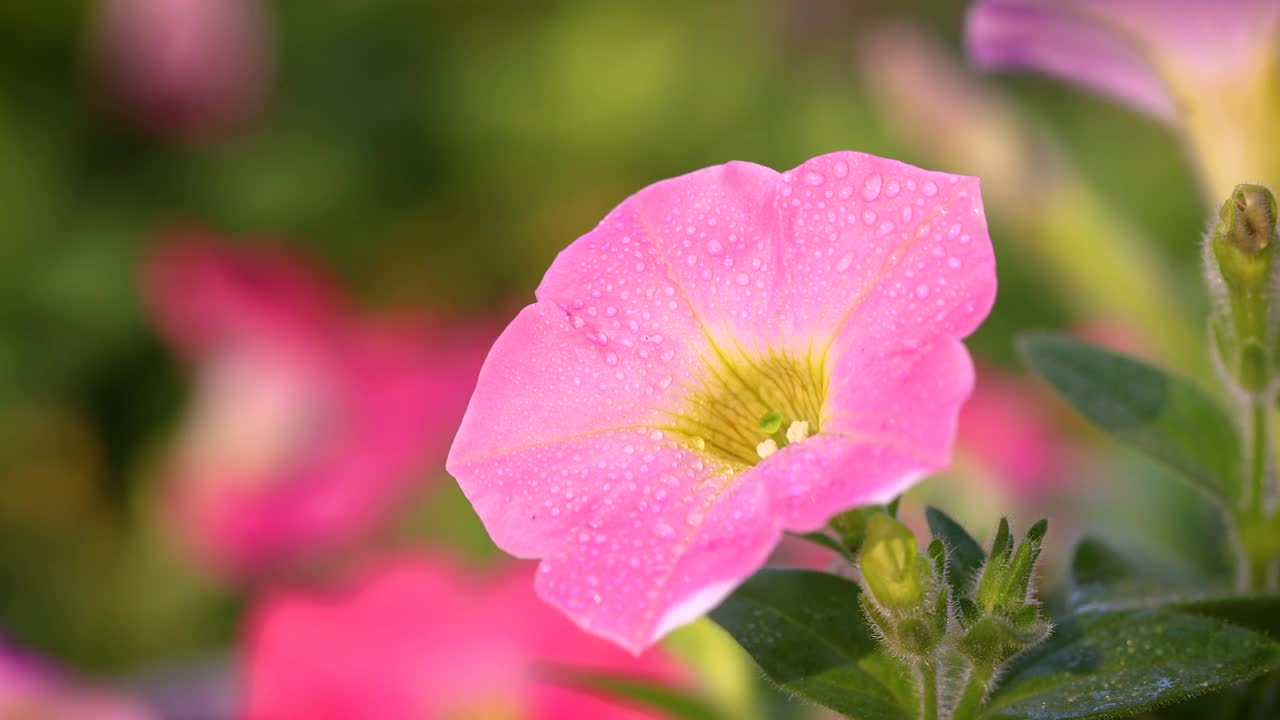 视频牵牛花和粉红色的花瓣随风摆动，视频素材