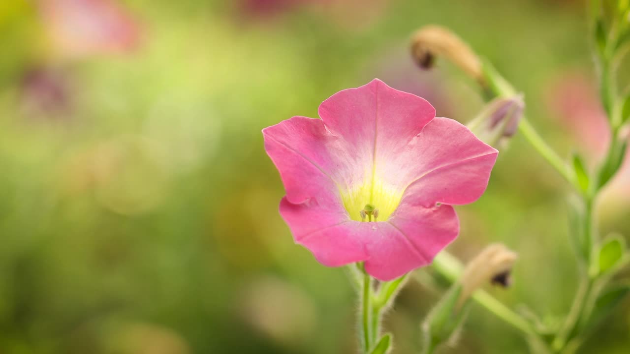 视频牵牛花和粉红色的花瓣随风摆动，视频素材