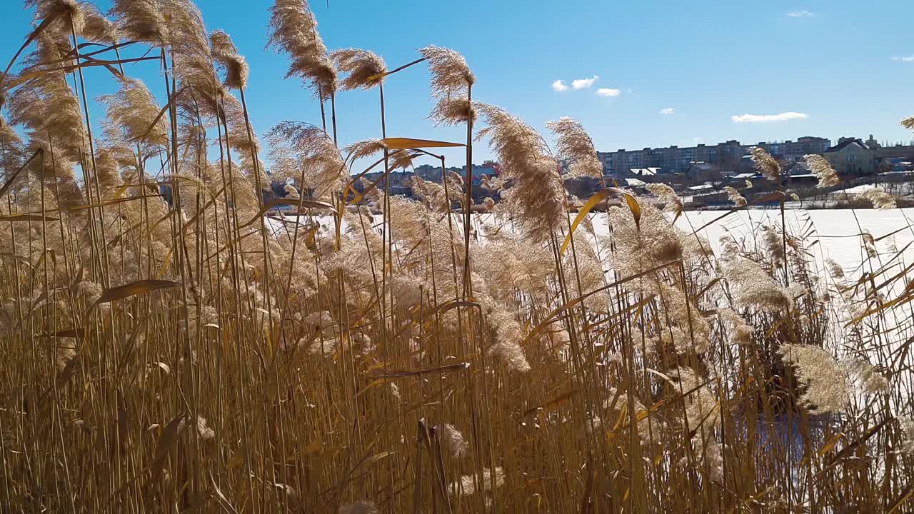 在阳光明媚的日子里，在乡村的蓝天背景上，干燥的芦苇随风摇摆。视频素材