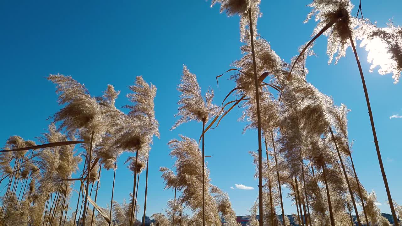 在阳光明媚的日子里，在乡村的蓝天背景上，干燥的芦苇随风摇摆。视频素材