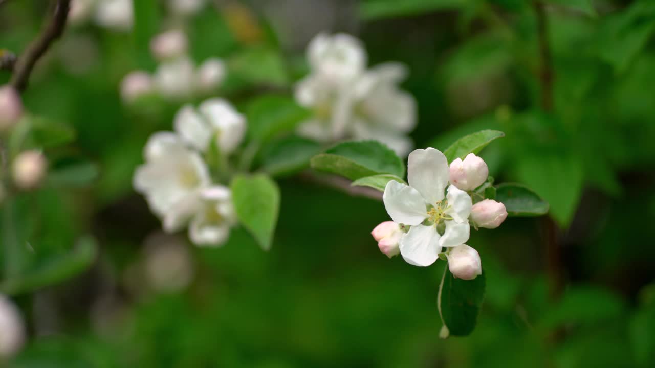 带花的苹果树枝视频素材