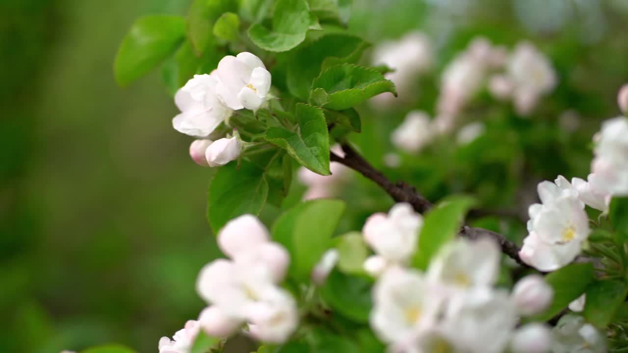 春天,盛开的花园视频素材