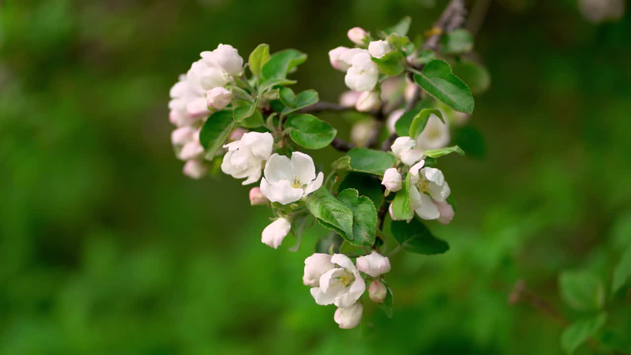 苹果花视频素材