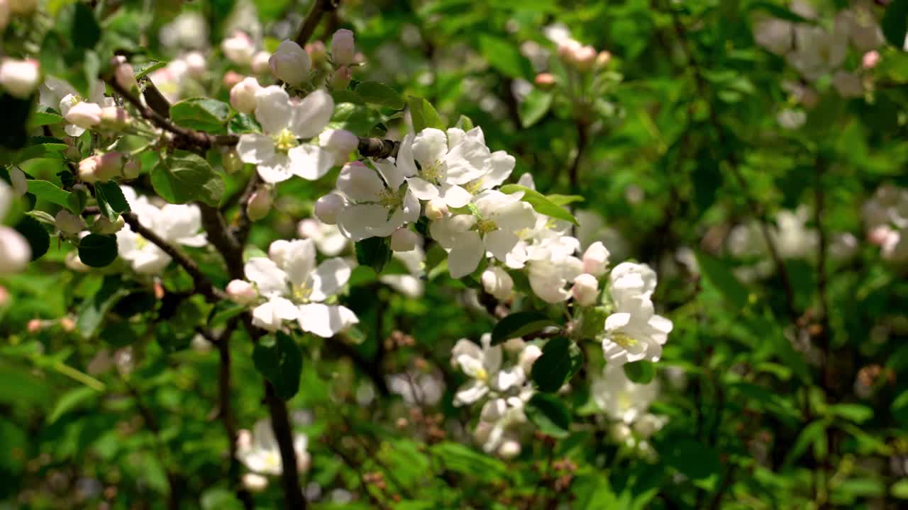 春天苹果树的树枝上开着白花，有滚动的焦点视频素材