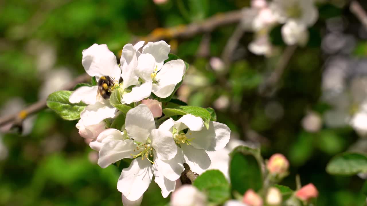 春天开花的苹果和大黄蜂视频素材