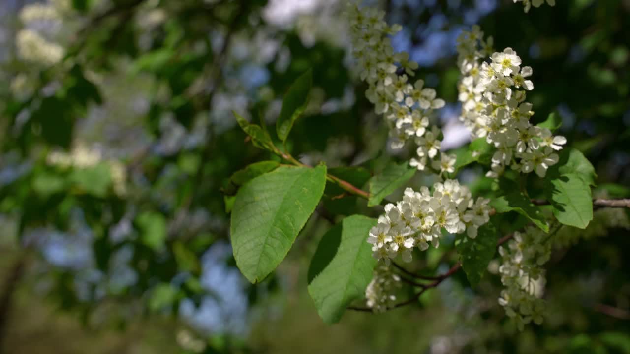 树枝上的樱花视频素材