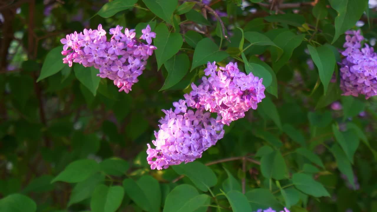 树枝上的丁香花视频素材