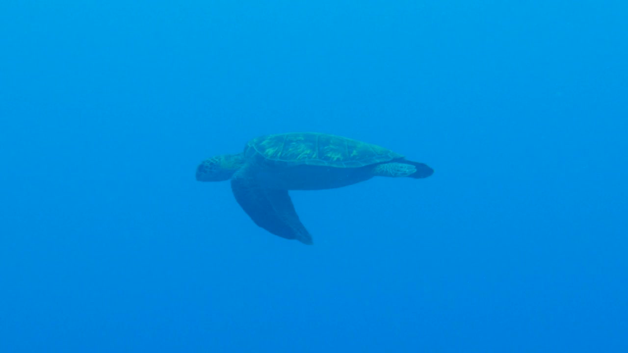 绿海龟在台湾的蓝海游泳视频素材