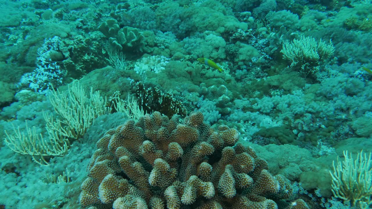 在台湾绿岛的海底珊瑚礁潜水视频素材