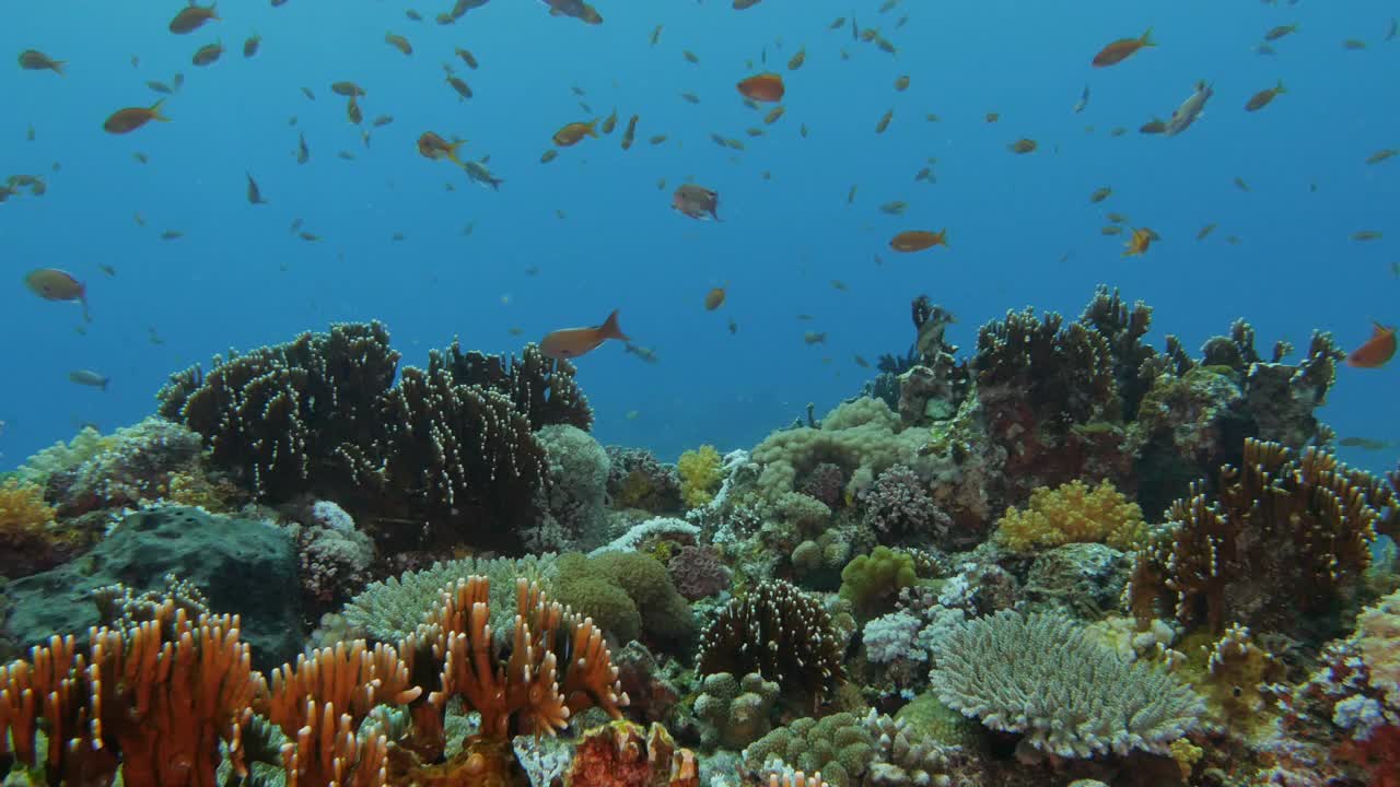 一群在海底珊瑚礁中游泳的红色花状鱼视频素材