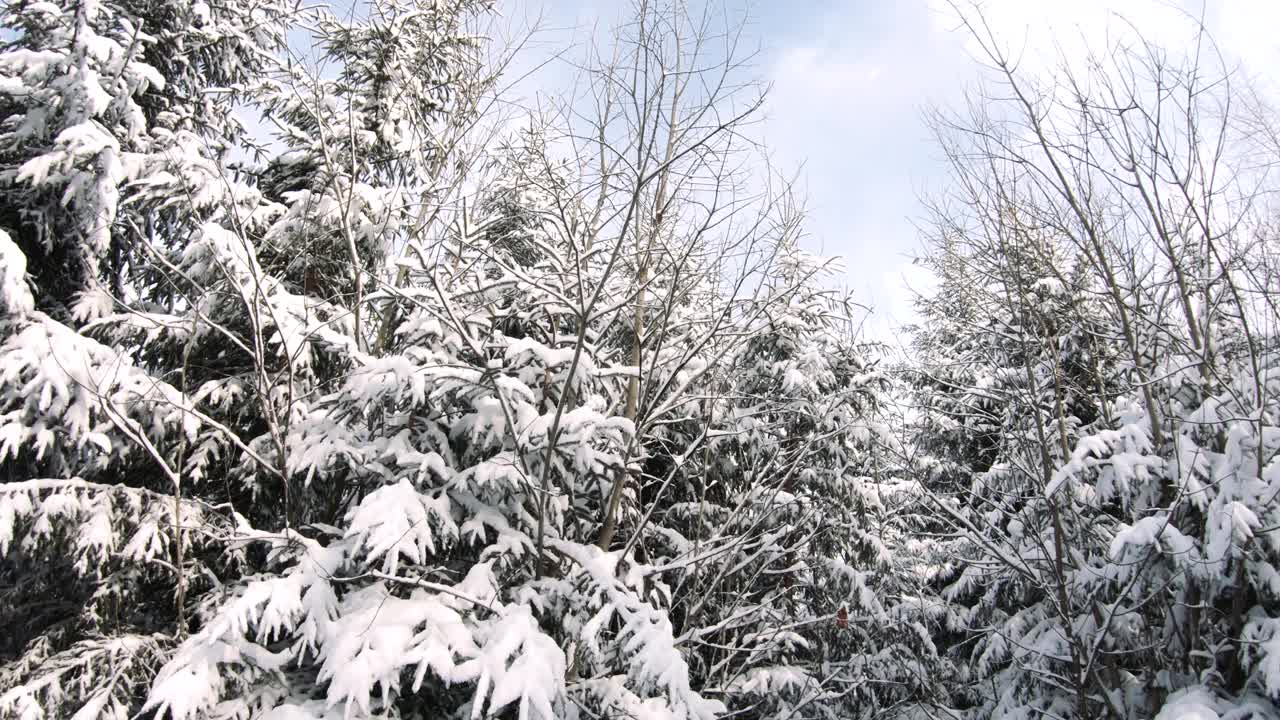 冬季的山地森林覆盖着积雪和阳光视频素材