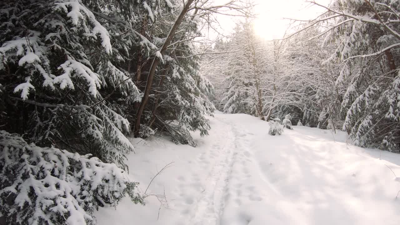 冬季的山地森林覆盖着积雪和阳光视频素材