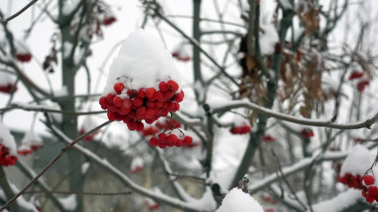 特写的冬天ashberry和飘落的雪花在一个缓慢的动作在森林视频素材