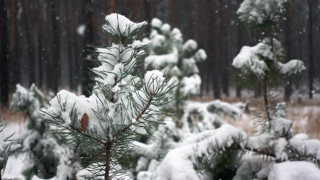 近距离观察松枝与绿针覆盖霜和雪花飘落在缓慢的mo视频素材