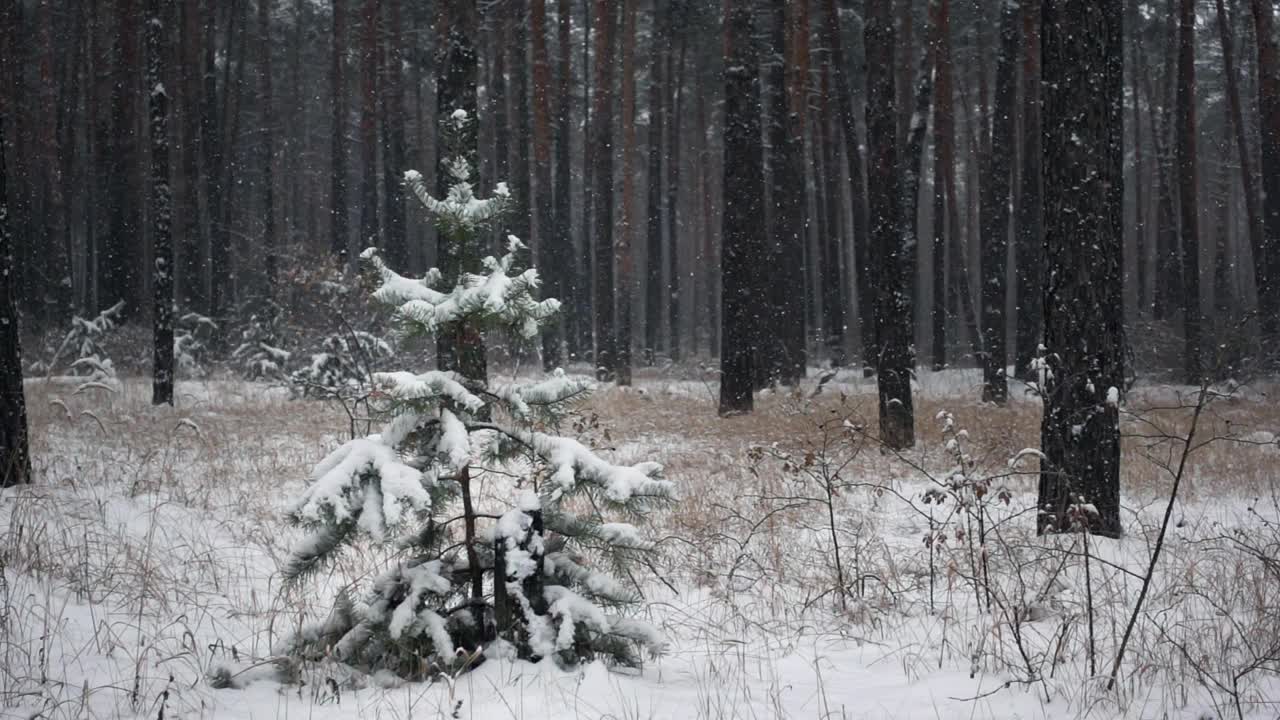 松树树干上的一棵冷杉和缓缓飘落的雪花视频素材