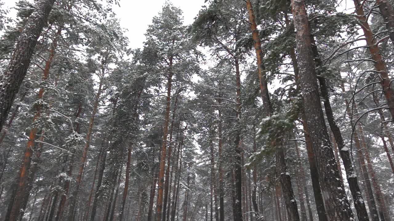 从下面用慢镜头拍摄的冬季松林和飘落的雪花视频素材