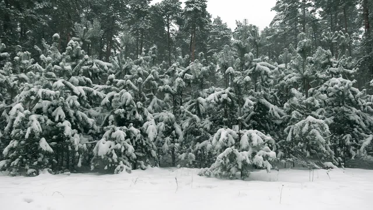 在一个霜冻的日子里，松林里的降雪在慢慢地进行着视频素材