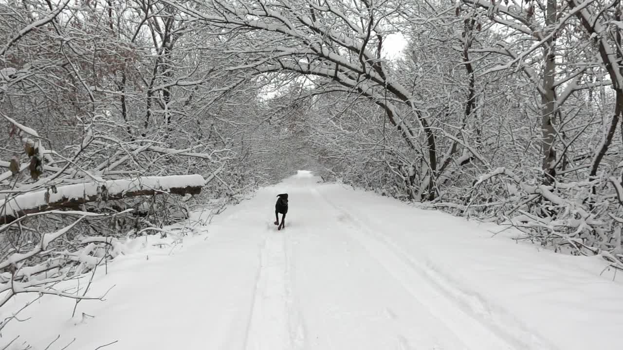 杜宾犬在冬天的森林里的雪地上慢镜头奔跑视频素材