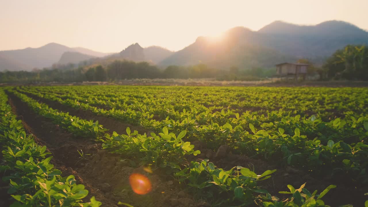 在泰国乡村的花生种植园附近的山傍晚与阳光视频素材