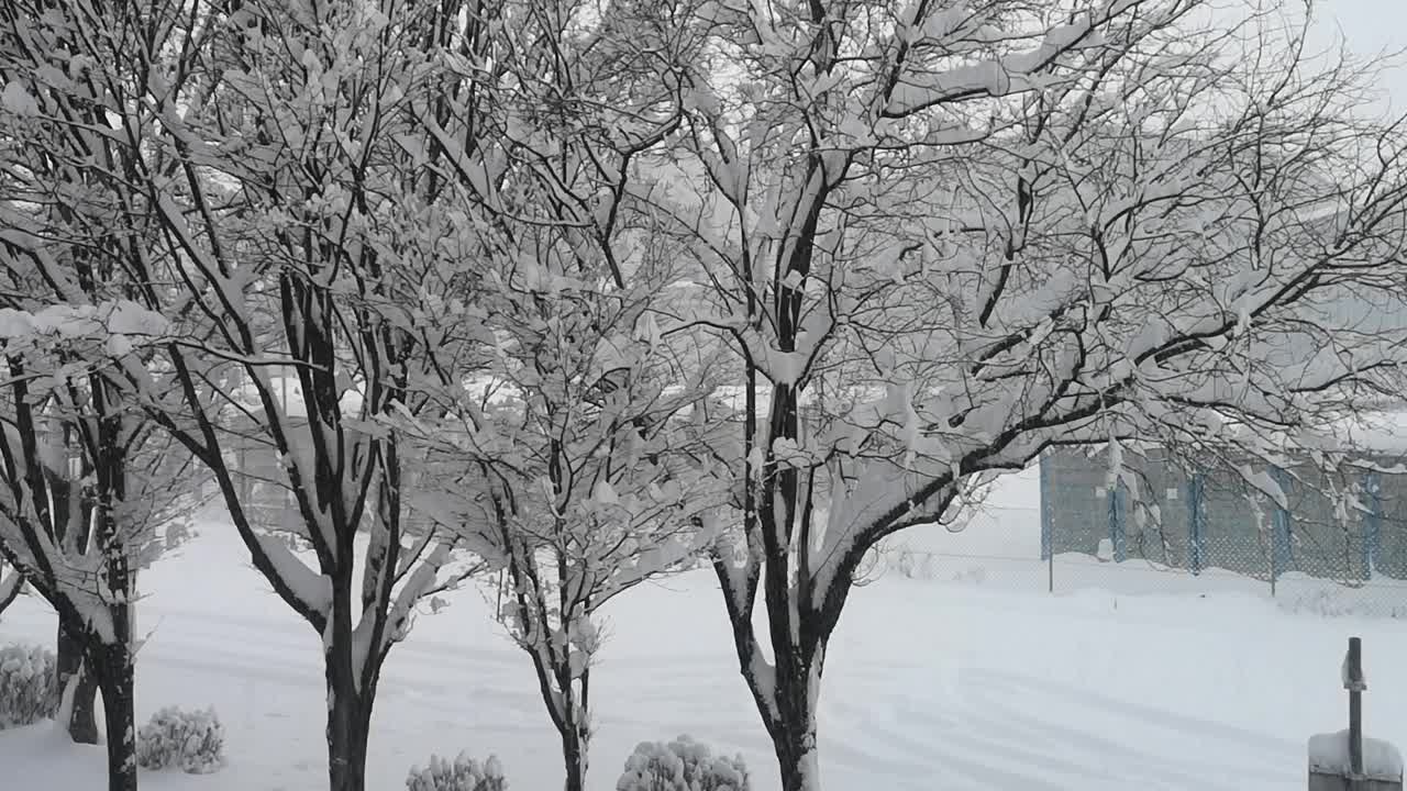 靠近树的大雪正在落下。下雪的公园里没有人。视频素材