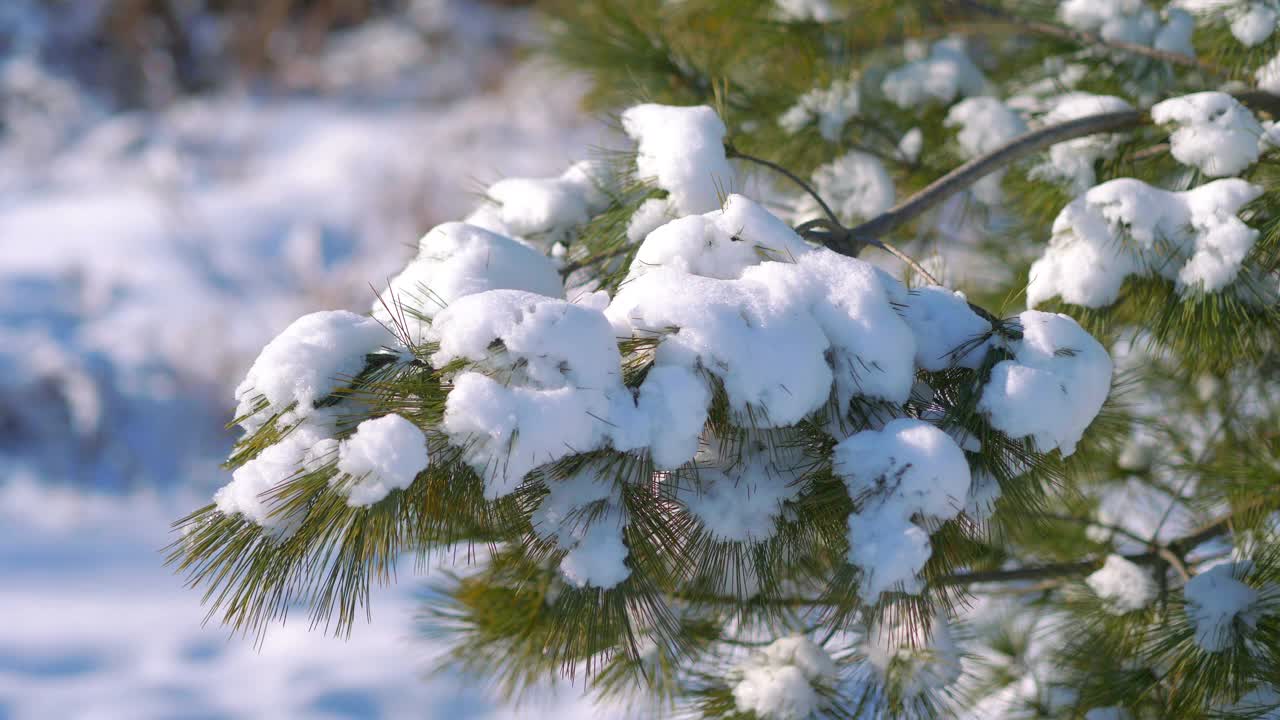 松树被雪覆盖4k慢镜头60fps视频素材