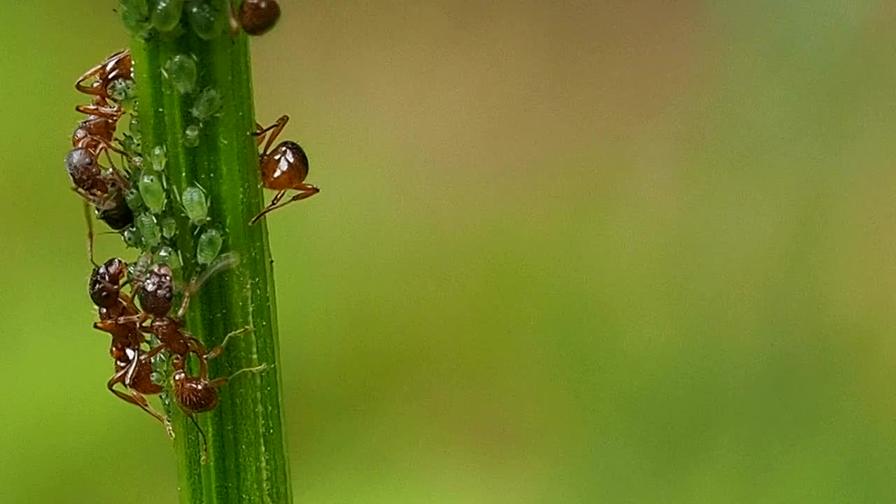 蚂蚁在花茎上聚财。视频素材