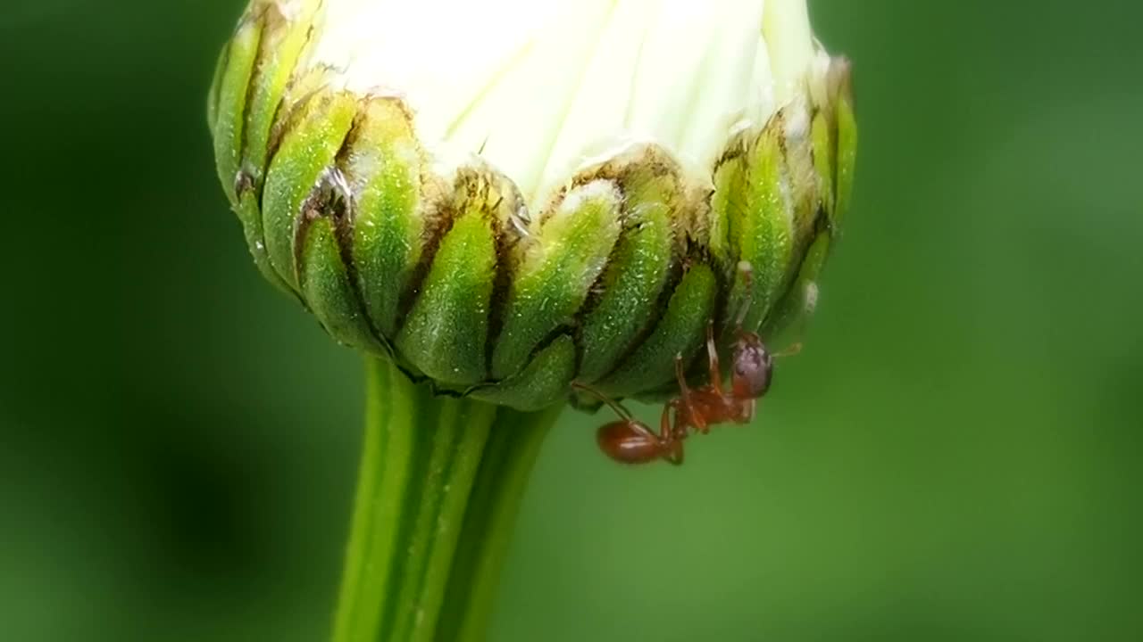 蚂蚁在花茎上聚财。视频素材