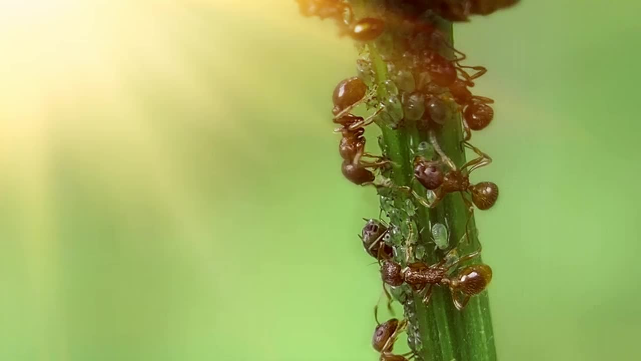 蚂蚁在花茎上聚财。视频素材