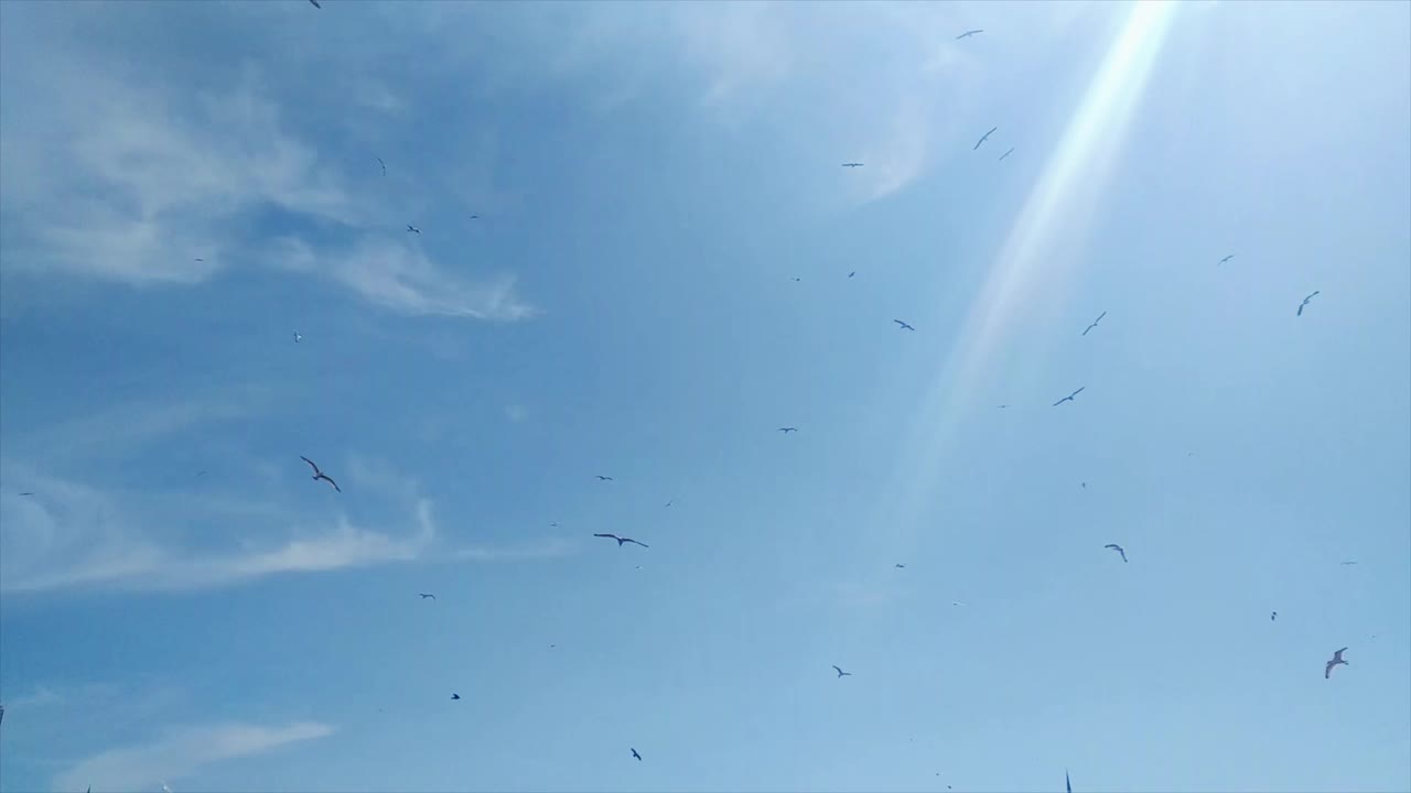 海鸥在天空中飞翔视频下载