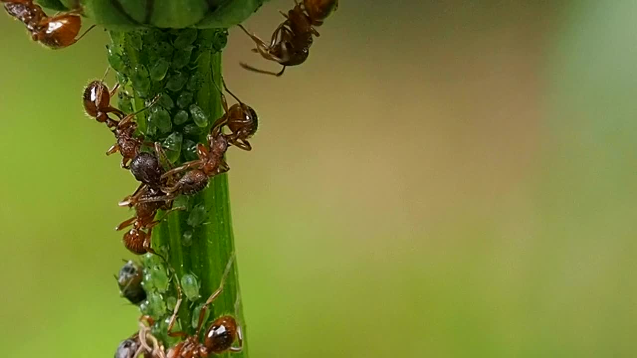 蚂蚁在花茎上聚财。视频素材