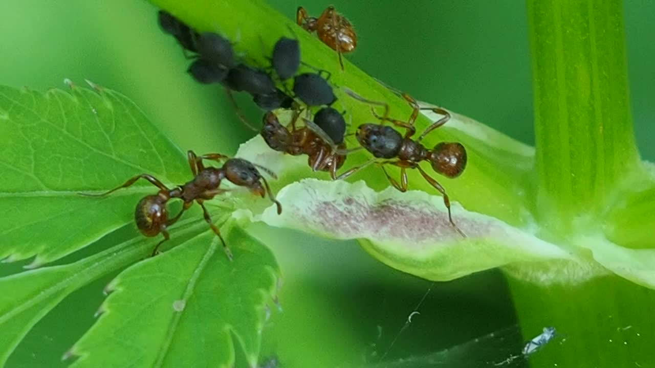 蚂蚁在花茎上聚财。视频素材