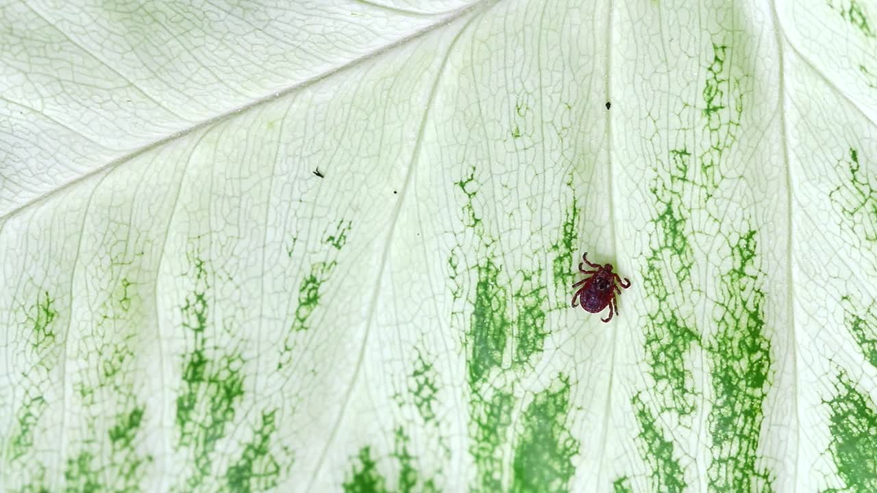 一种传染性脑炎蜱虫在森林的一片叶子上爬行，对人类很危险。一种野生吸血甲虫，是莱姆病的寄生虫和携带者视频素材