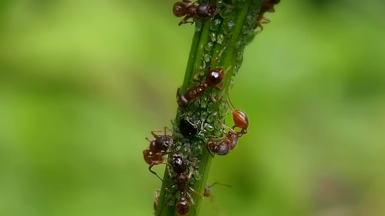 蚂蚁在花茎上聚财。视频素材