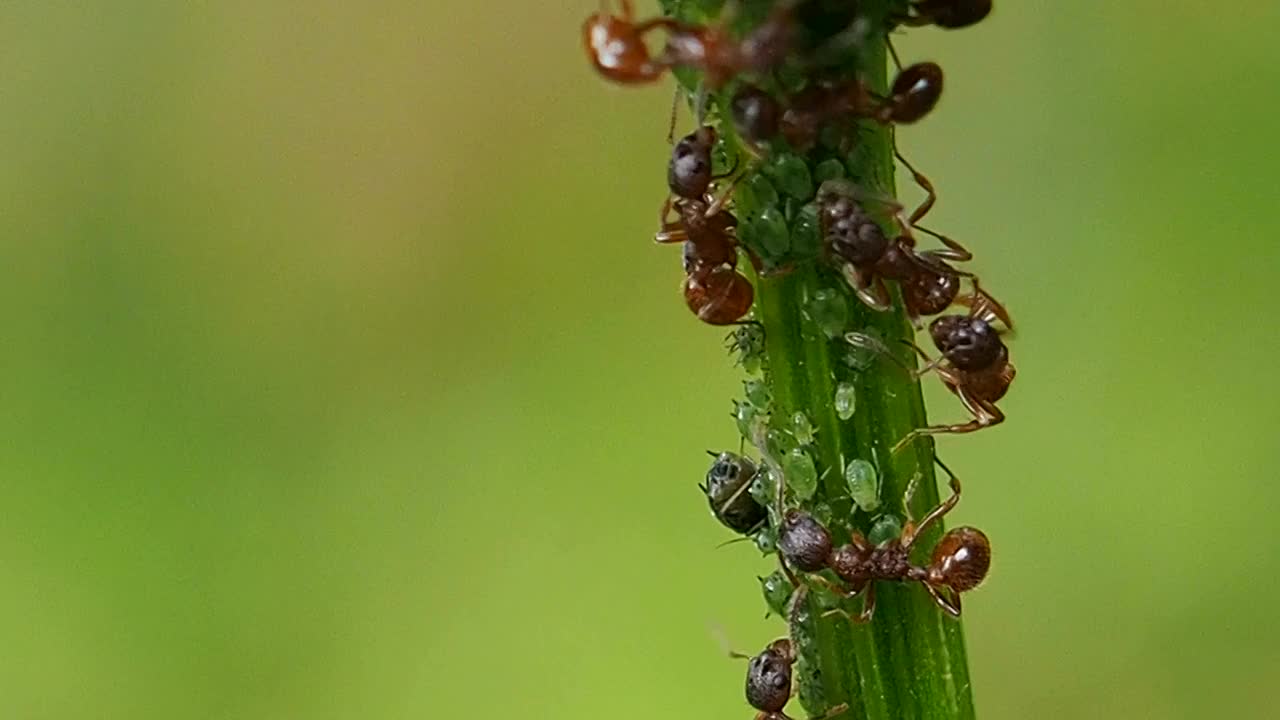 蚂蚁在花茎上聚财。视频素材