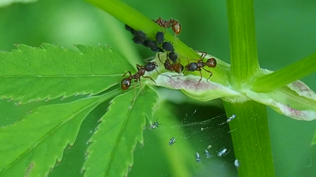 蚂蚁在花茎上聚财。视频素材