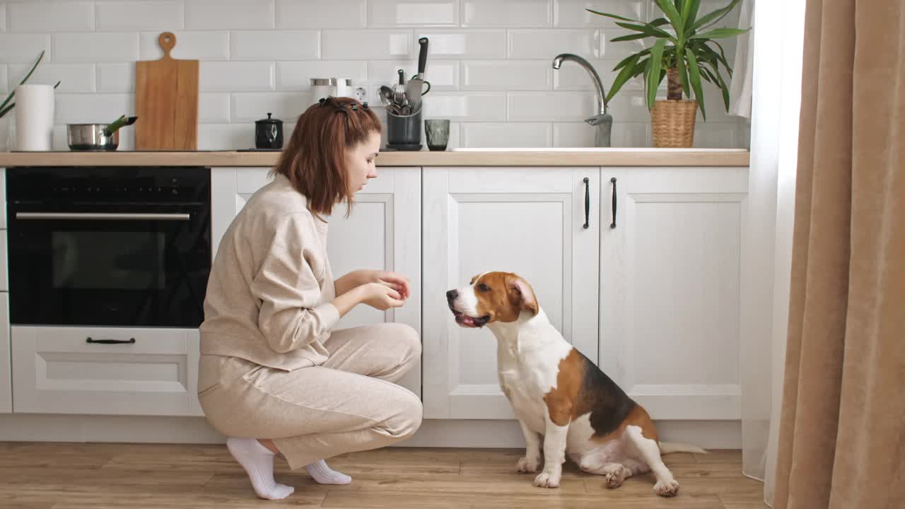 这只小猎犬的女主人正在训练，并给她的宠物喂食。狗坐在家里靠近窗户的地板上执行命令。男人最好的朋友视频素材