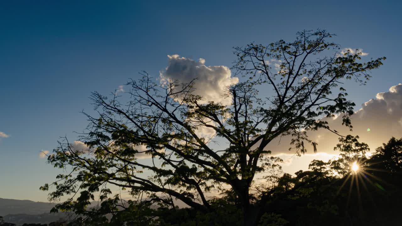 在色彩斑斓的夕阳下，茂盛的树木在阳光下的时间流逝。视频素材