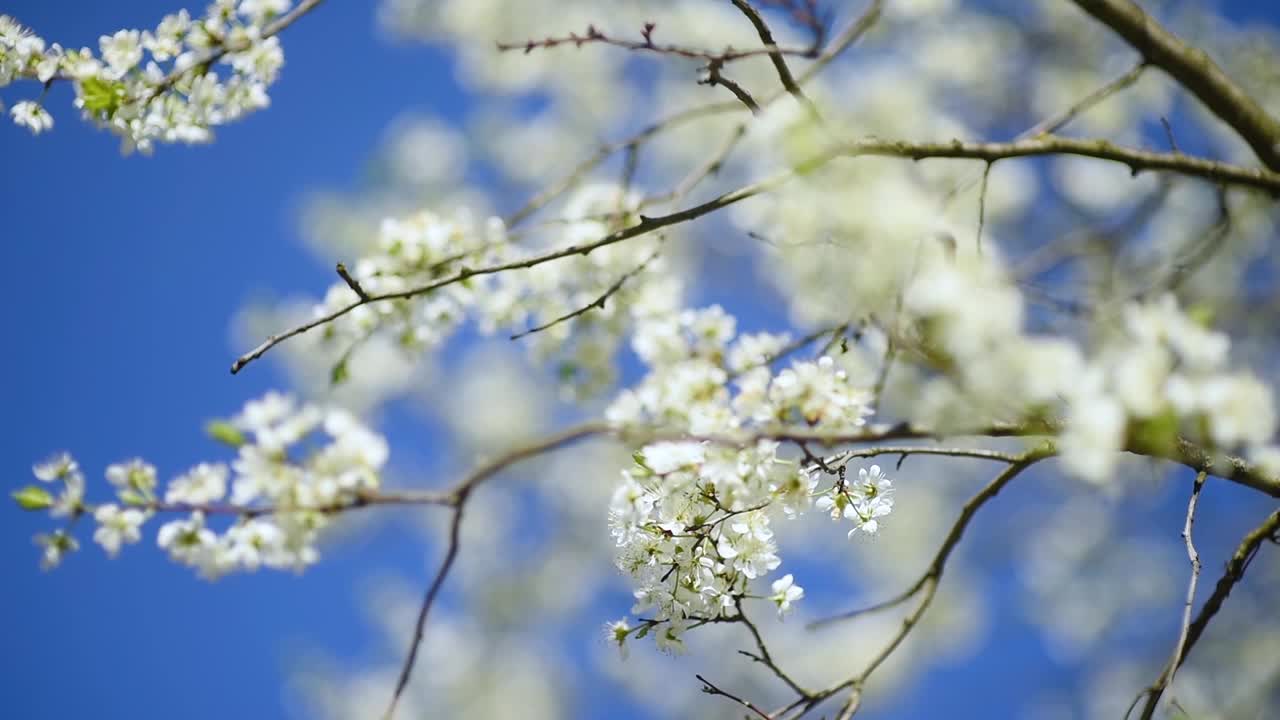 在阳光灿烂的花园樱花树与明亮的天空背景的特写照片视频下载