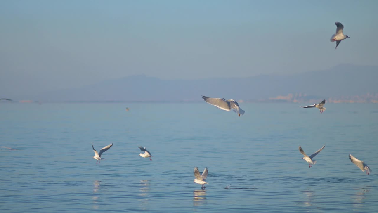 在海面上飞翔的海鸥视频素材