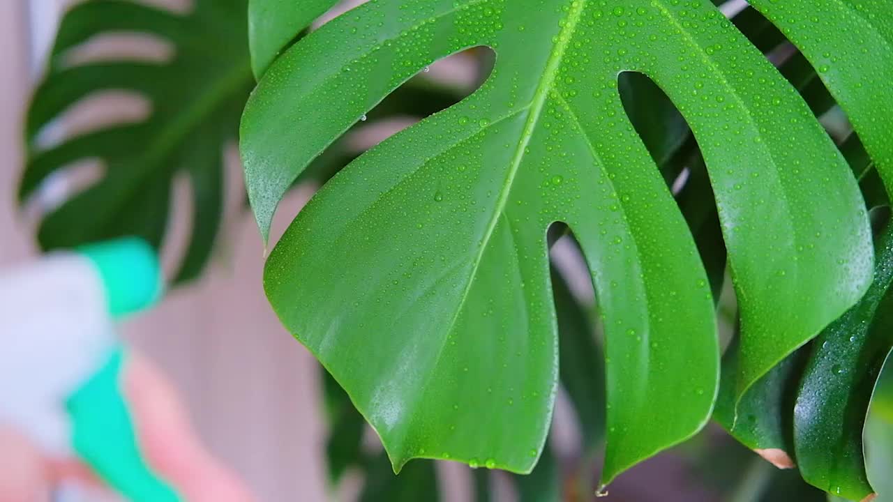 家居植物护理理念。女人飞溅的怪物叶子特写。慢动作视频素材