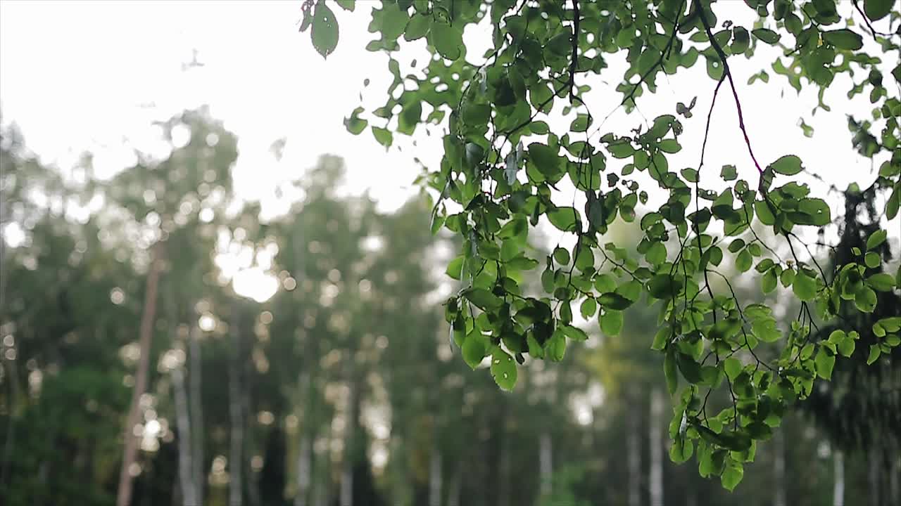 拍摄一棵树的树枝特写。透过树叶你可以看到天空视频素材