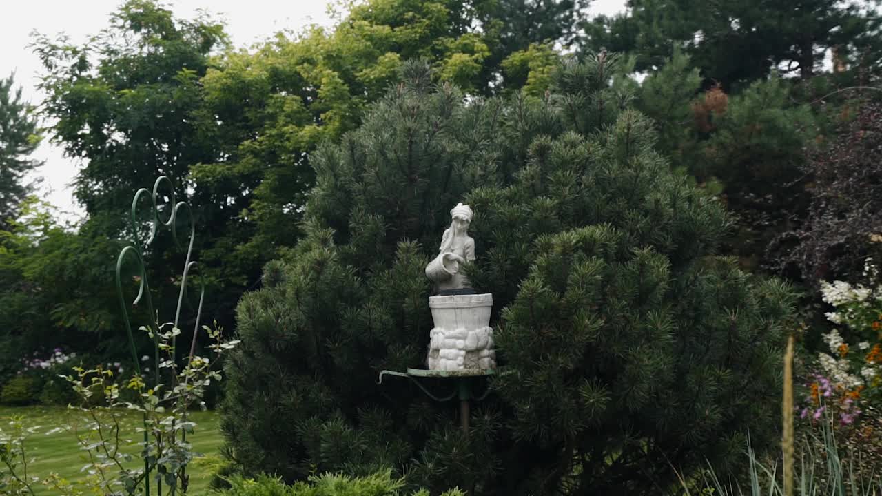 一棵美丽的针叶树生长在一间私人住宅的花园里。摄影机以流畅的电影效果捕捉到这种植物视频素材