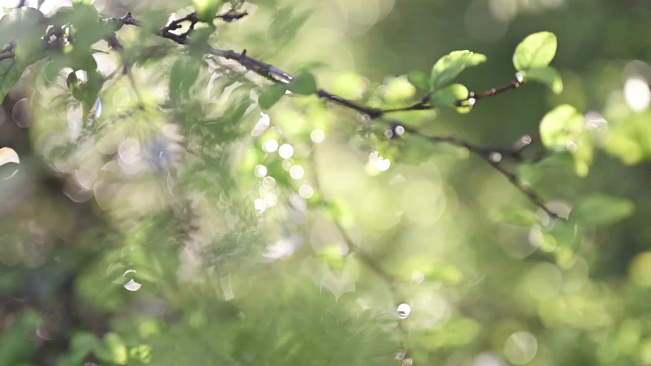 近距离的早晨新鲜的自然绿色的观点，在绿色植物模糊的背景和阳光在公共花园与copyspace视频素材