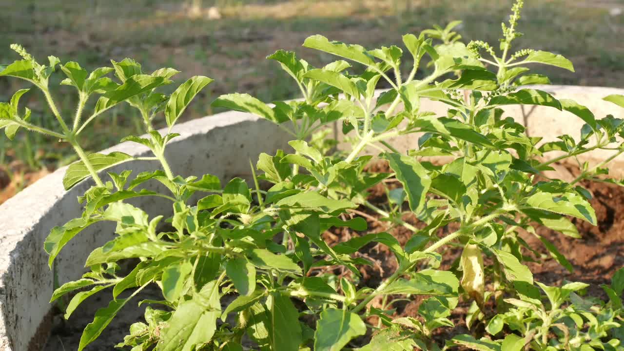 植物视频素材