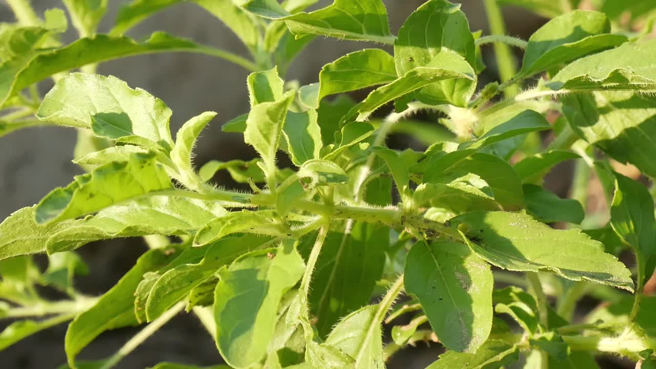 植物视频素材