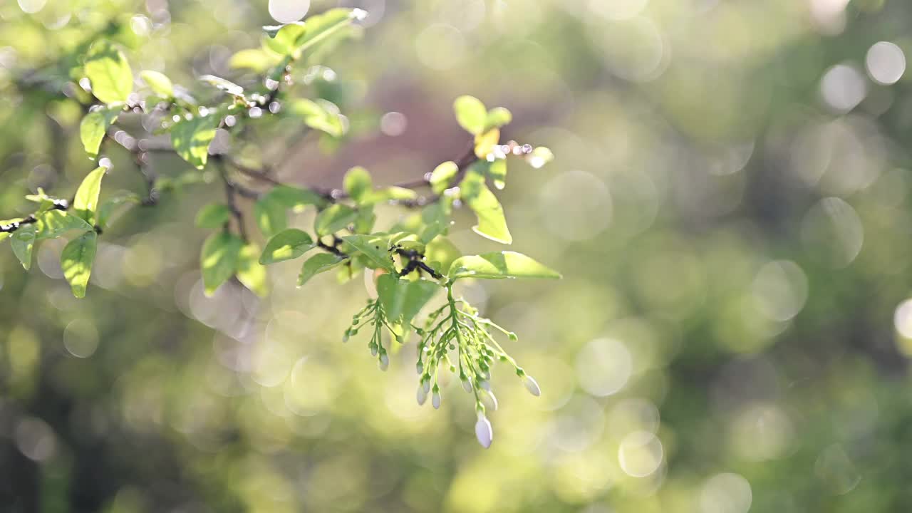 近距离在森林晨光模糊树叶与散景的光背景，自然，花园，秋天，秋天春夏季节背景视频素材