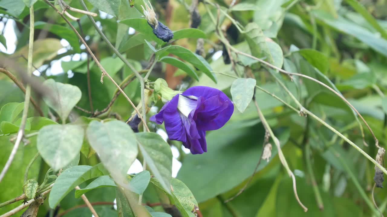 植物视频素材